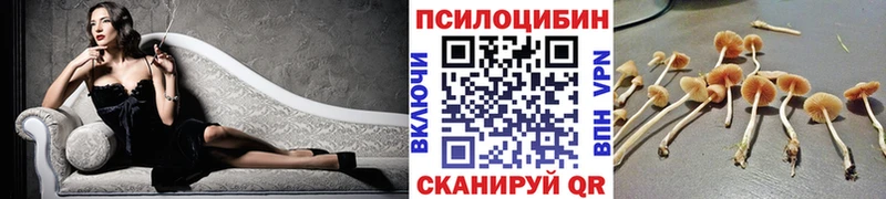 кракен маркетплейс  Торопец  Псилоцибиновые грибы Psilocybine cubensis  цены  